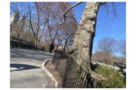 You are currently viewing Central Park Romance